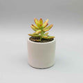 Sedum Nussbaumerianum