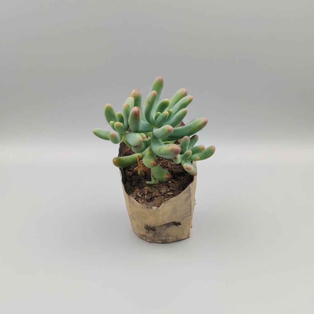 Sedum Pachyphyllum