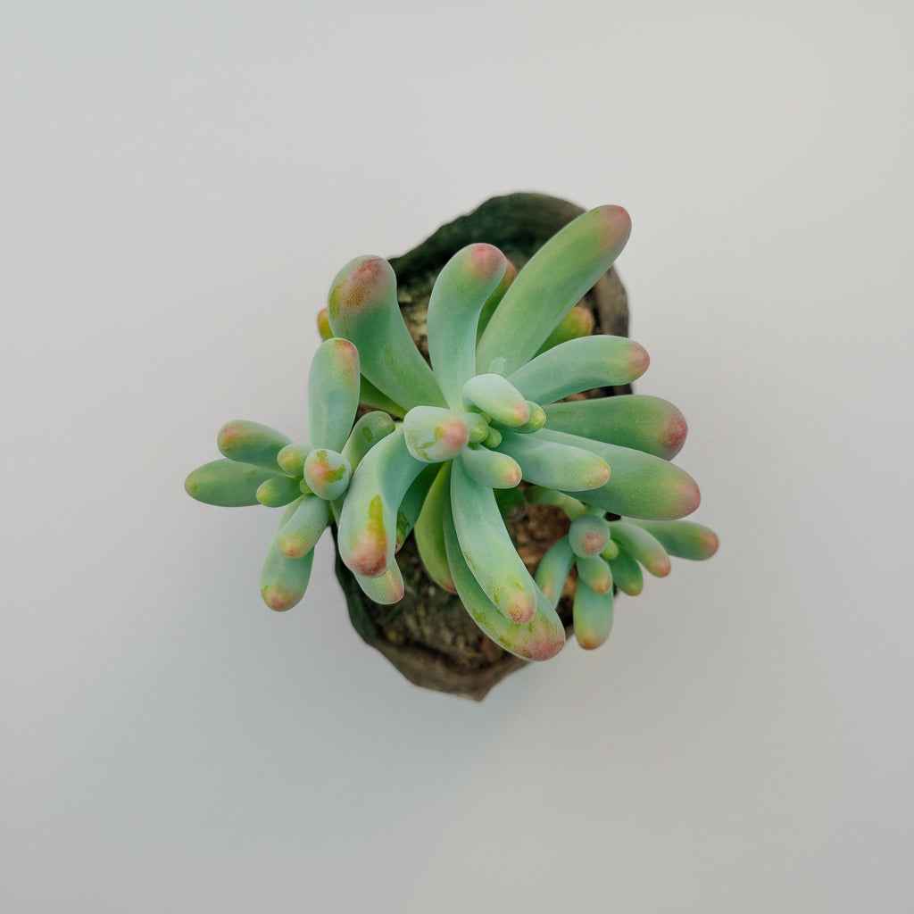 Sedum Pachyphyllum