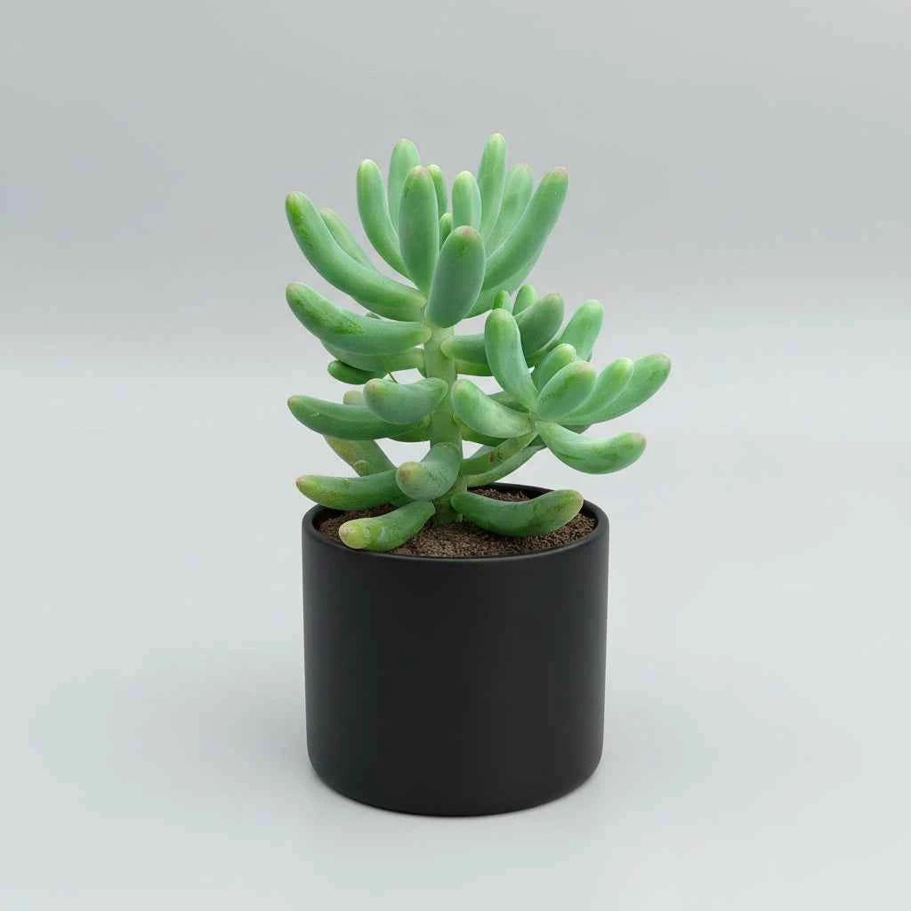SucculentsMart Premium 9 Plants Combo | Hanging & Rare Succulent Collection