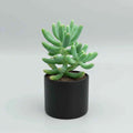 SucculentsMart Premium 9 Plants Combo | Hanging & Rare Succulent Collection