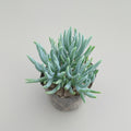 Green succulent plant in a pot with a pinkish-brown background