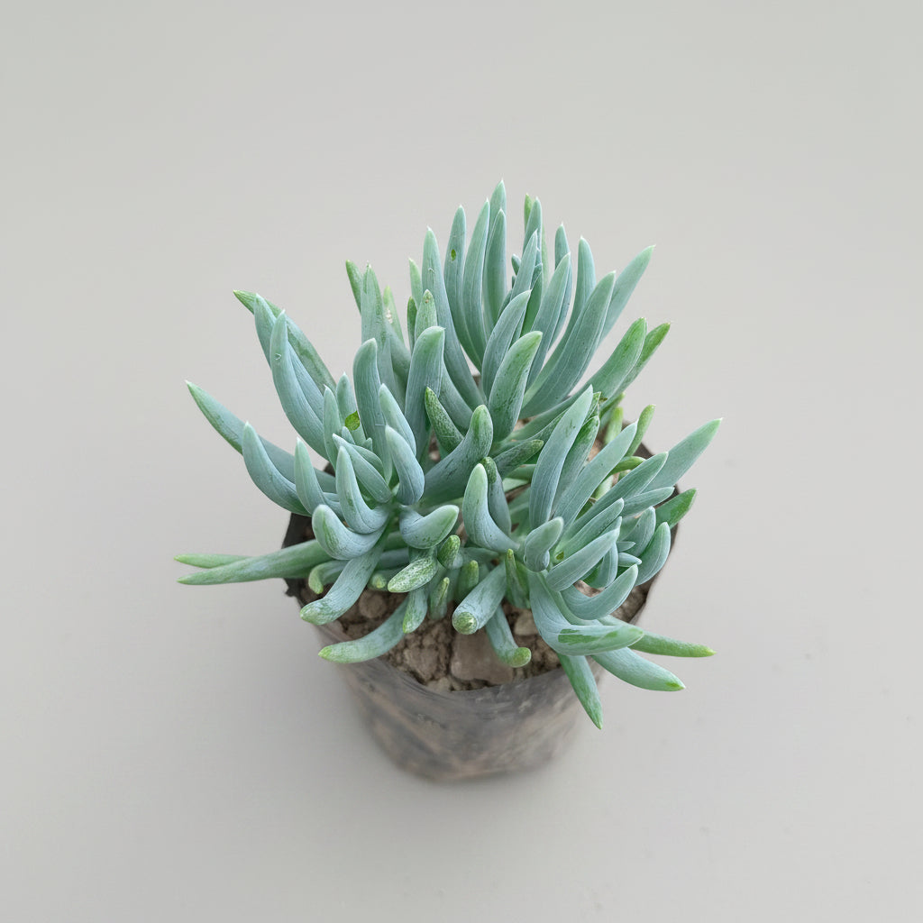 Green succulent plant in a pot with a pinkish-brown background