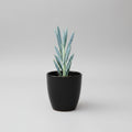Healthy Senecio ficoides 'Mount Everest' succulent with upright silvery-blue leaves, shipped bare root by Succulents Mart.