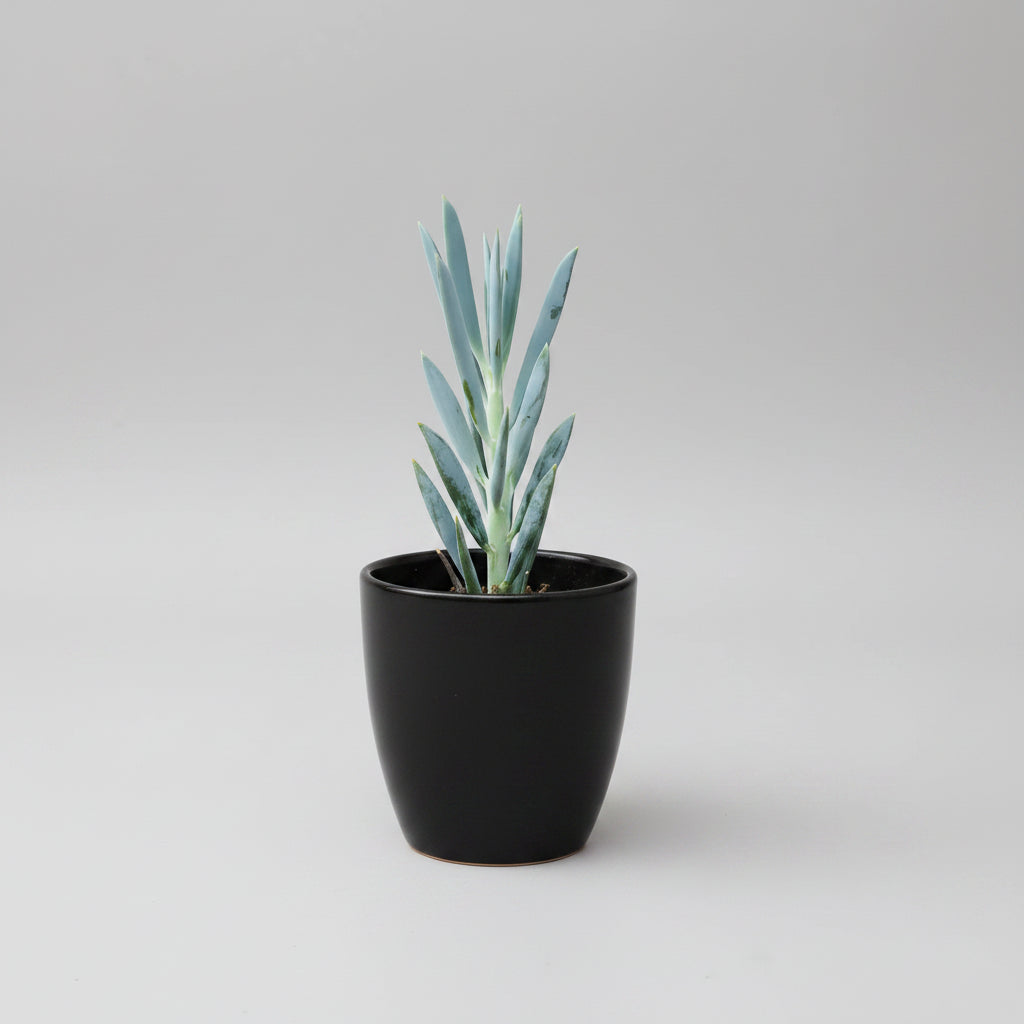 Healthy Senecio ficoides 'Mount Everest' succulent with upright silvery-blue leaves, shipped bare root by Succulents Mart.