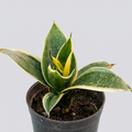 Snake Plant (Sansevieria Trifaciata Variegated)