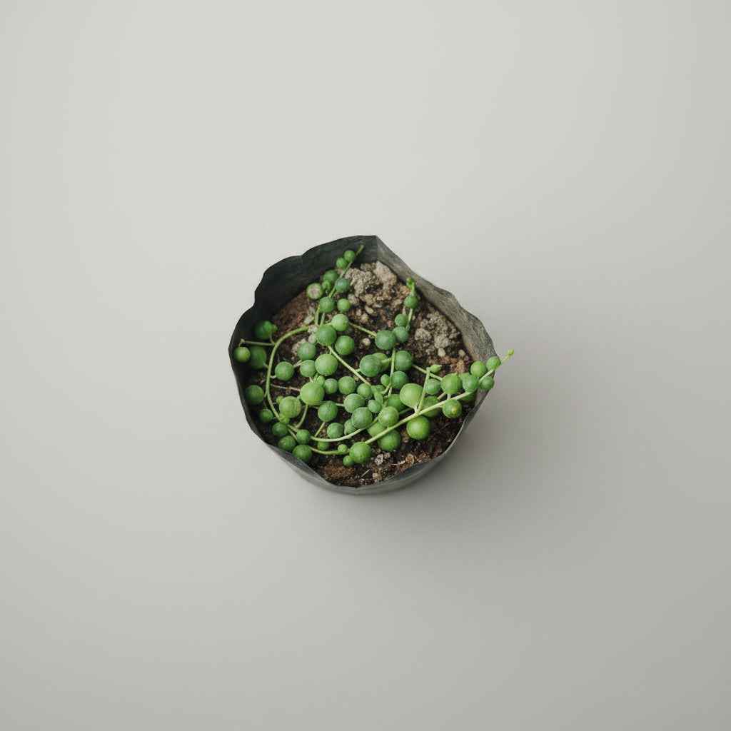 String of Pearls Plant (Curio rowleyanus)