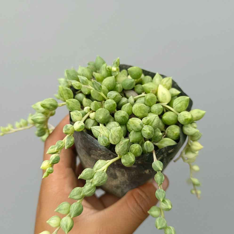 SucculentsMart Signature 9 – Exotic Succulent Combo