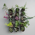 Assorted 15 hanging succulent plants combo by SucculentsMart featuring healthy live trailing succulents for indoor and outdoor décor.