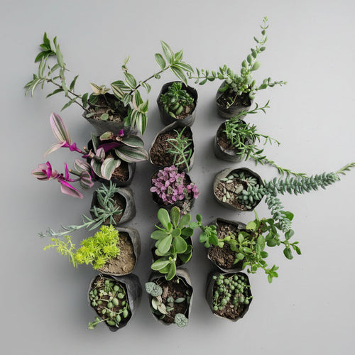 Assorted 15 hanging succulent plants combo by SucculentsMart featuring healthy live trailing succulents for indoor and outdoor décor.