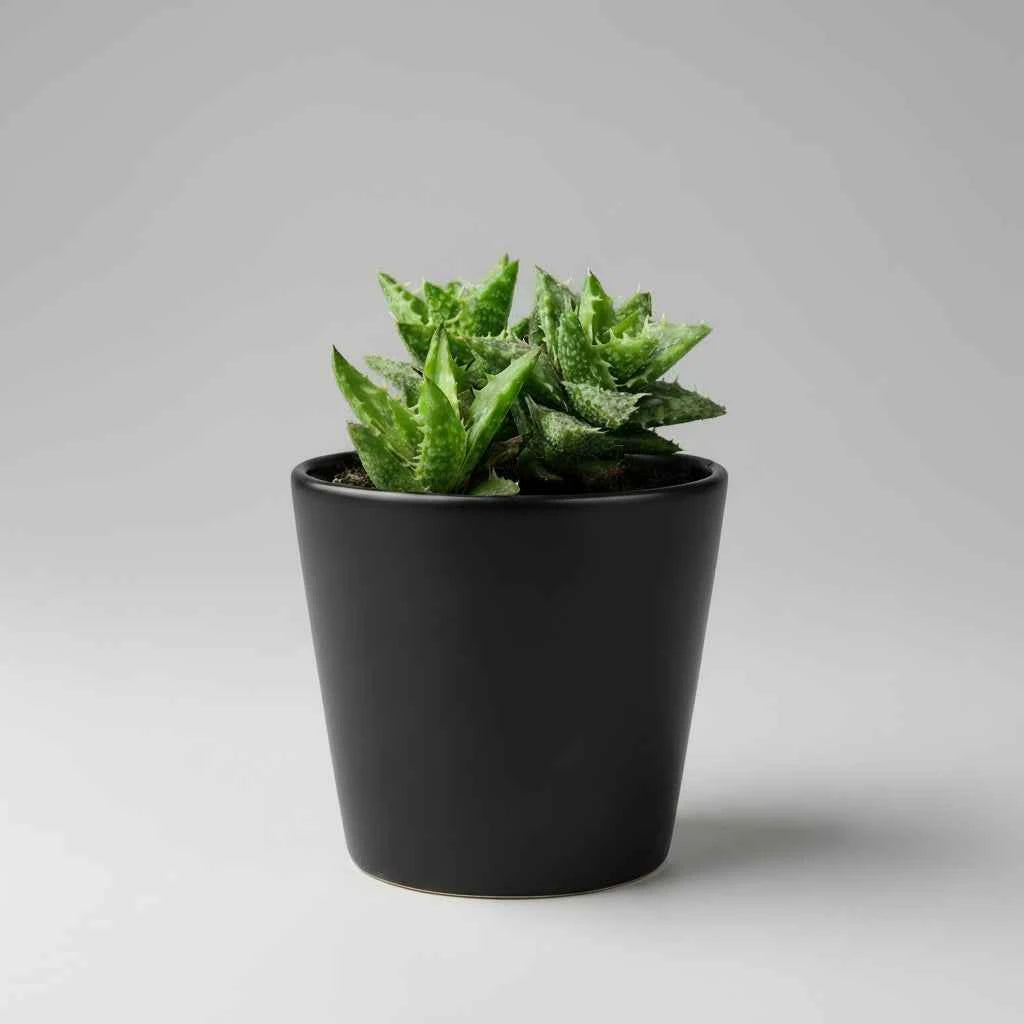 Tiger Tooth Aloe (Aloe juvenna)