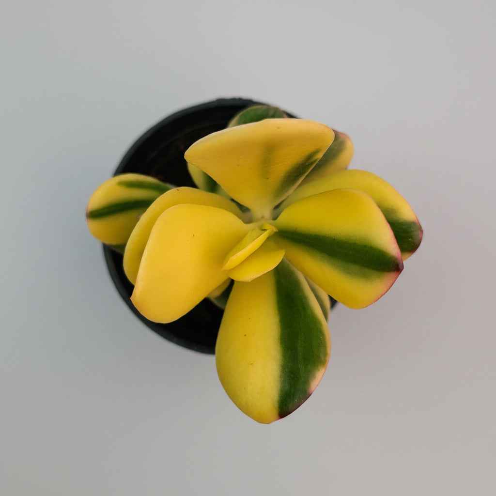 Variegated Jade Plant
