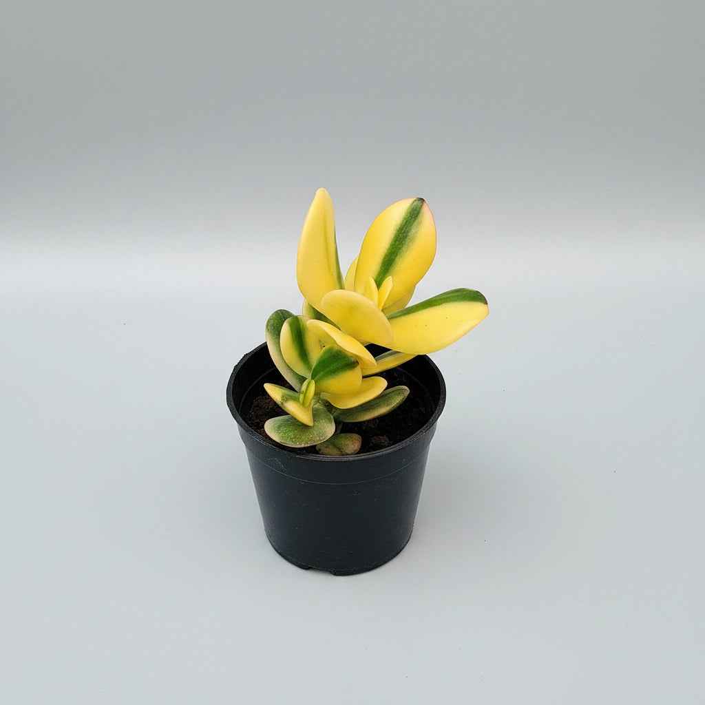 Variegated Jade Plant
