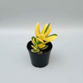 Variegated Jade Plant