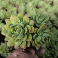 Echeveria (likely Echeveria ‘Green Rose’ / Echeveria sp. hybrid)