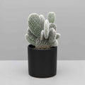Bunny Ear Cactus Combo (Yellow, Red & White) | 3 Live Opuntia Microdasys Plants | SucculentsMart