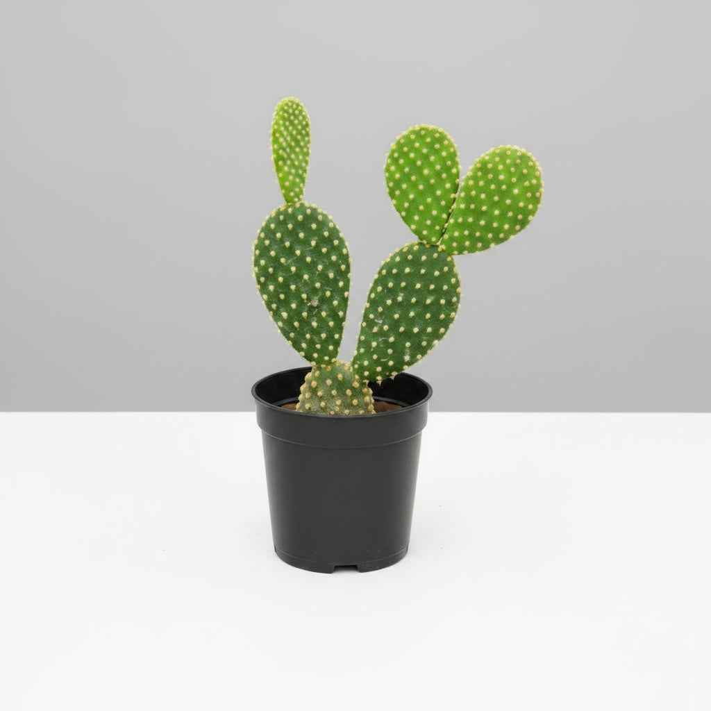Bunny Ear Cactus Combo (Yellow, Red & White) | 3 Live Opuntia Microdasys Plants | SucculentsMart