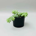 Burro's Tail (Donkey's Tail) Succulent Plant | Sedum morganianum