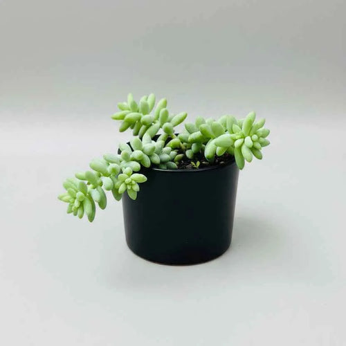 Burro's Tail (Donkey's Tail) Succulent Plant | Sedum morganianum