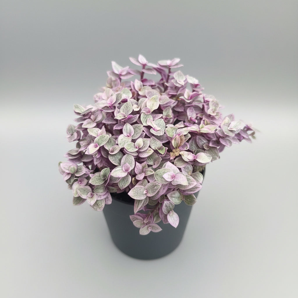 Callisia repens Pink Lady succulent with soft pink and green trailing foliage in a decorative pot.