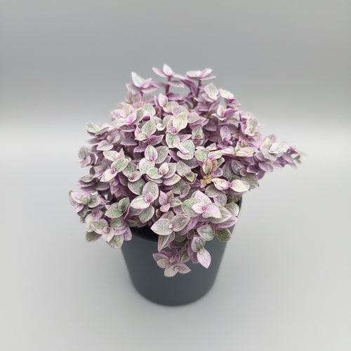 Callisia repens Pink Lady succulent with soft pink and green trailing foliage in a decorative pot.
