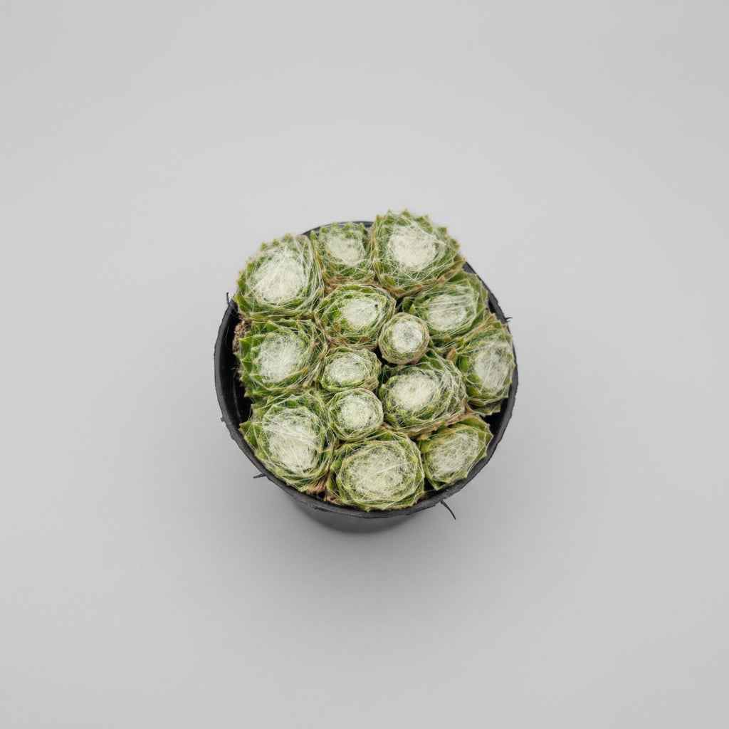 Sempervivum Arachnoideun Cobweb