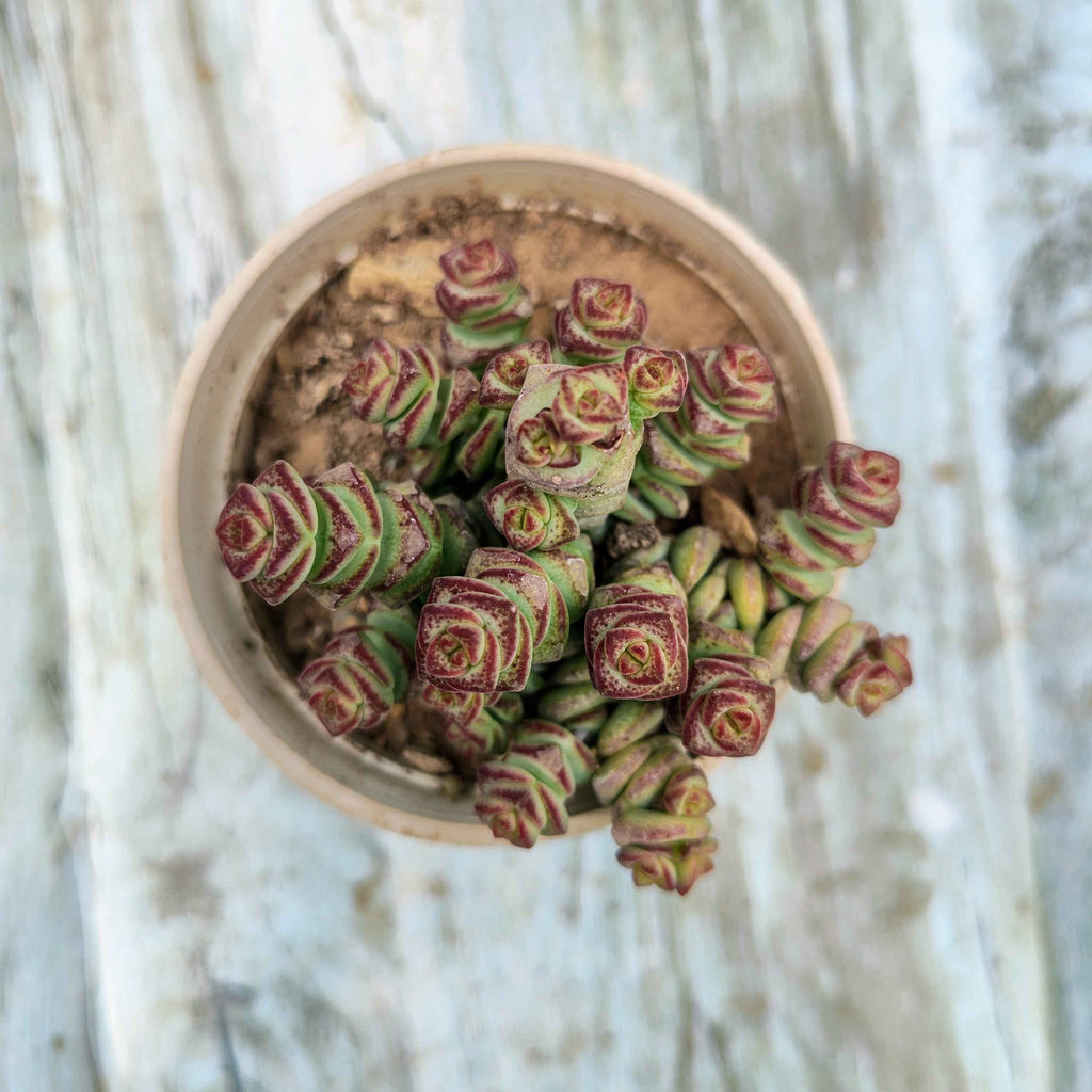 Crassula Baby's Necklace