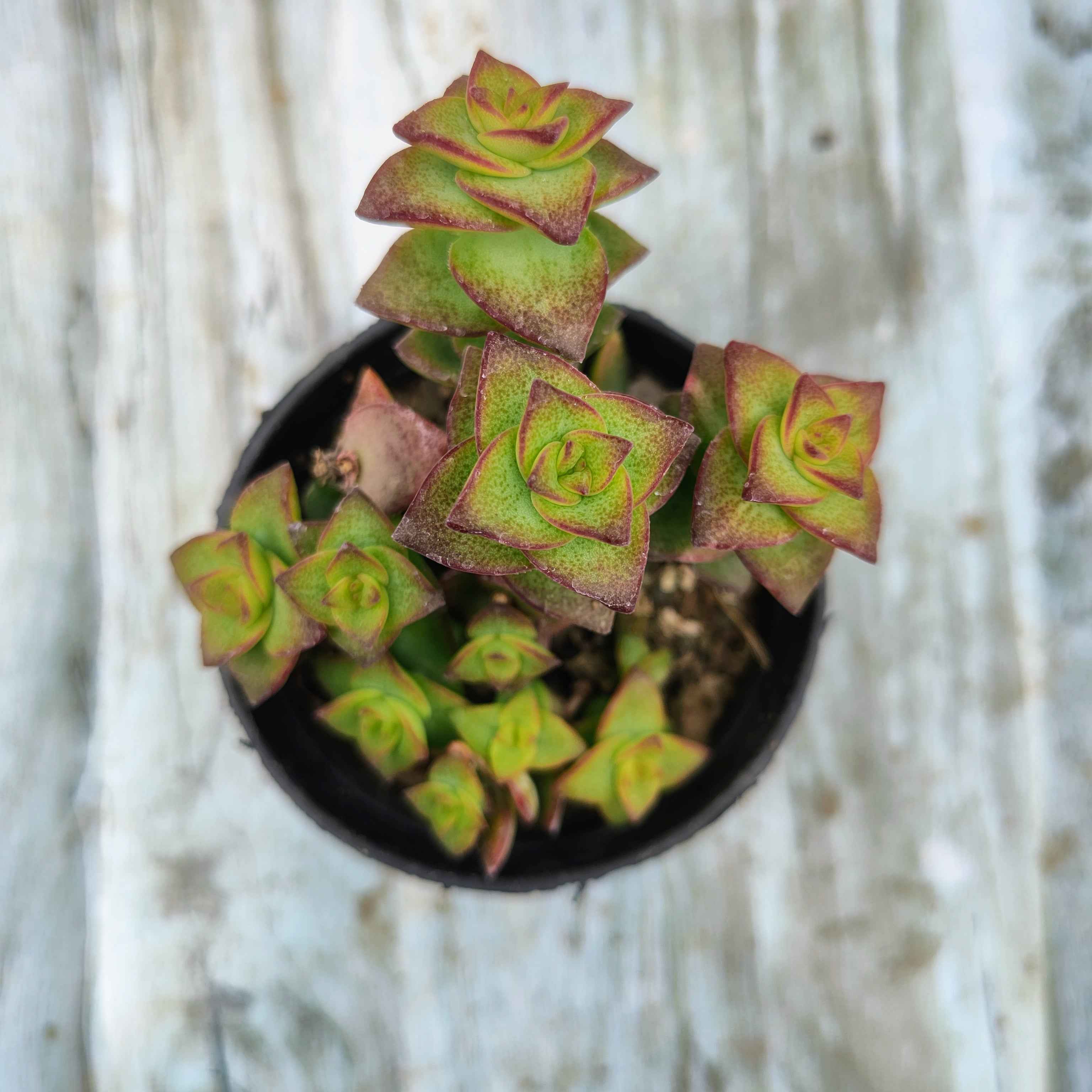 Crassula Perforata (String Of Buttons)