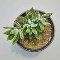 Echeveria Harmsii