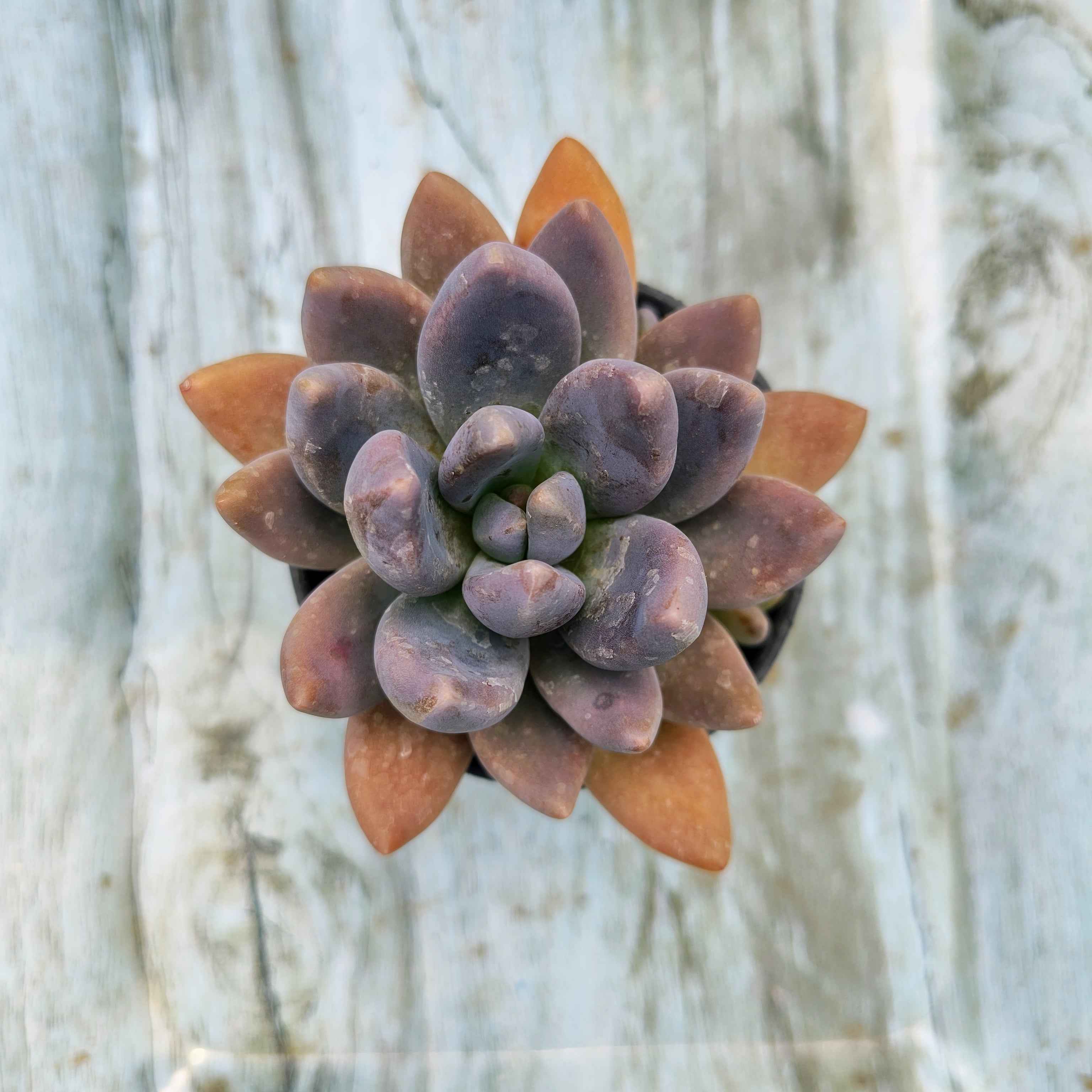 Graptoveria Opalina