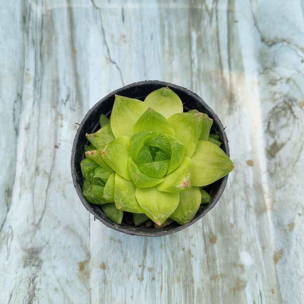 Haworthia Cymbiformis