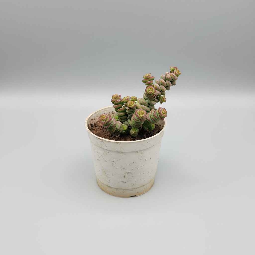 Crassula Baby's Necklace
