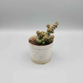 Crassula Baby's Necklace