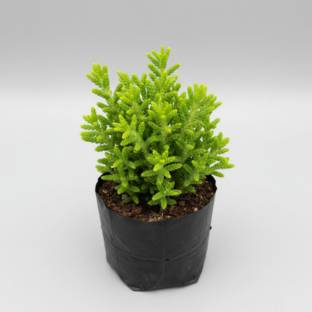 Crassula Muscosa succulent plant with dense stacked green stems resembling a miniature pine tree