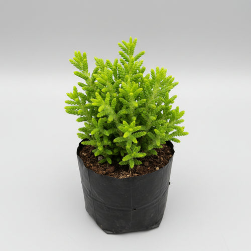 Crassula Muscosa succulent plant with dense stacked green stems resembling a miniature pine tree