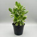 Crassula ovata Lucky Plant succulent with thick glossy green leaves growing in a pot