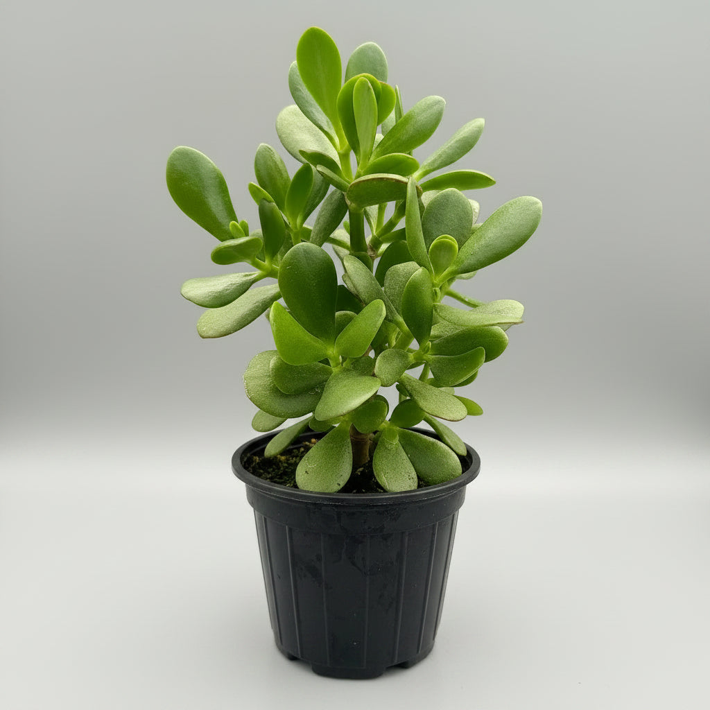 Crassula ovata Lucky Plant succulent with thick glossy green leaves growing in a pot