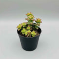 Crassula Perforata (String Of Buttons)