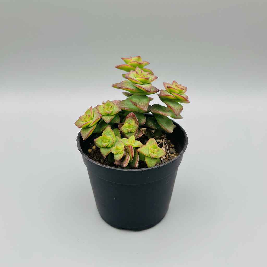 Crassula Perforata (String Of Buttons)