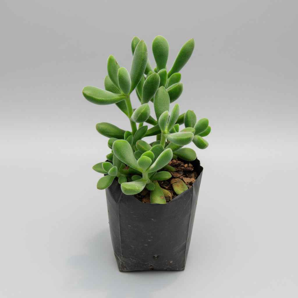 crassula rogersii
