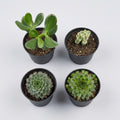 Divine prosperity succulent combo of four plants featuring two Laxmi Kamal varieties, Crassula Ovata Lucky Jade and I Jade