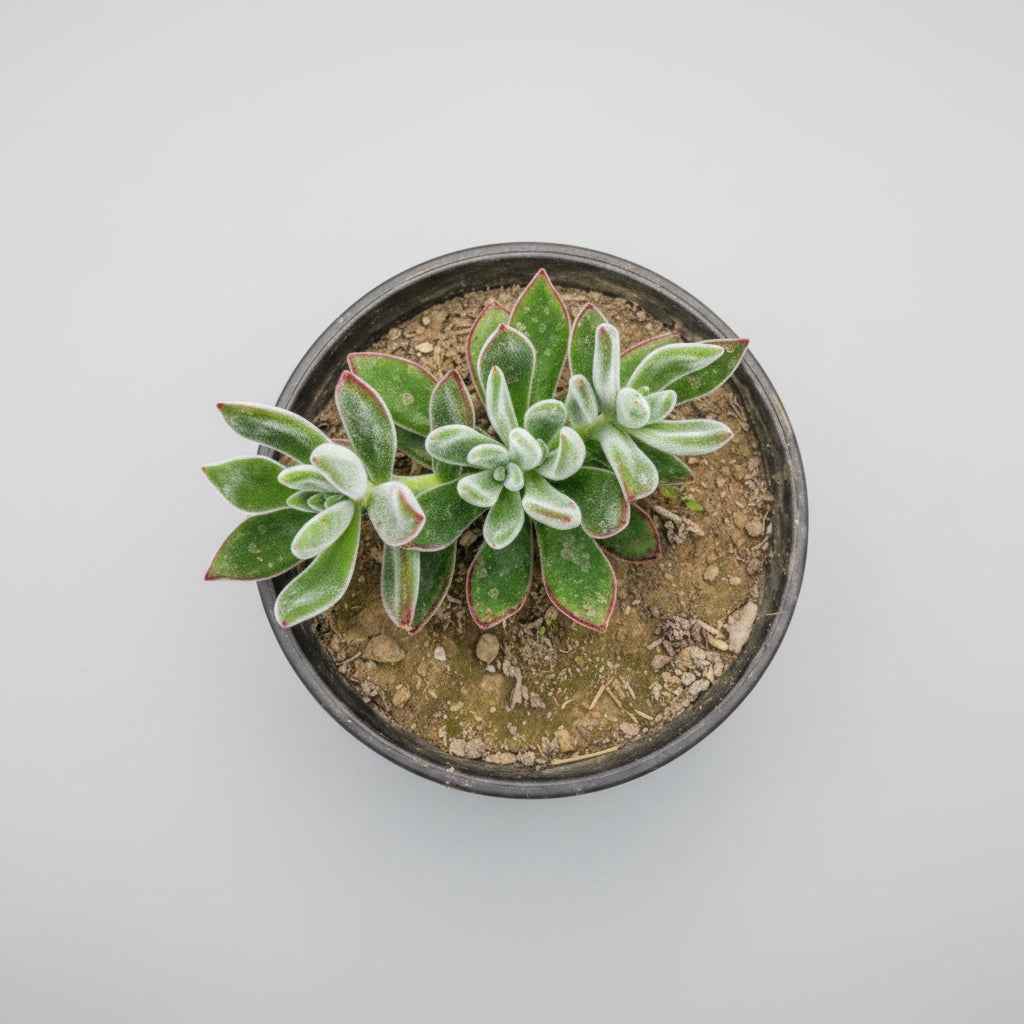 Echeveria Harmsii