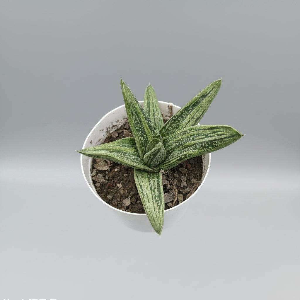Gasteria Little Warty hybrid succulent with textured dark green leaves covered in white spot.
