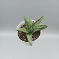 Gasteria Little Warty hybrid succulent with textured dark green leaves covered in white spot.