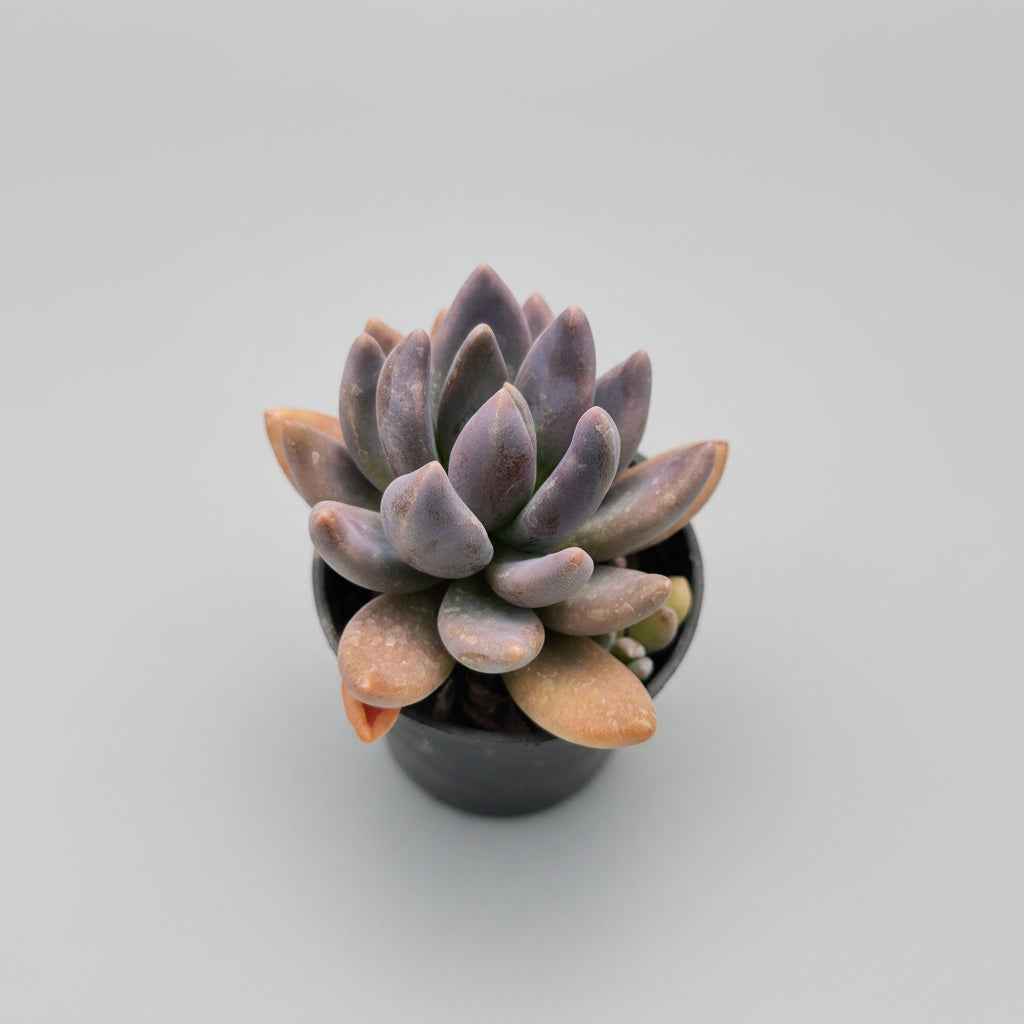 Graptoveria Opalina