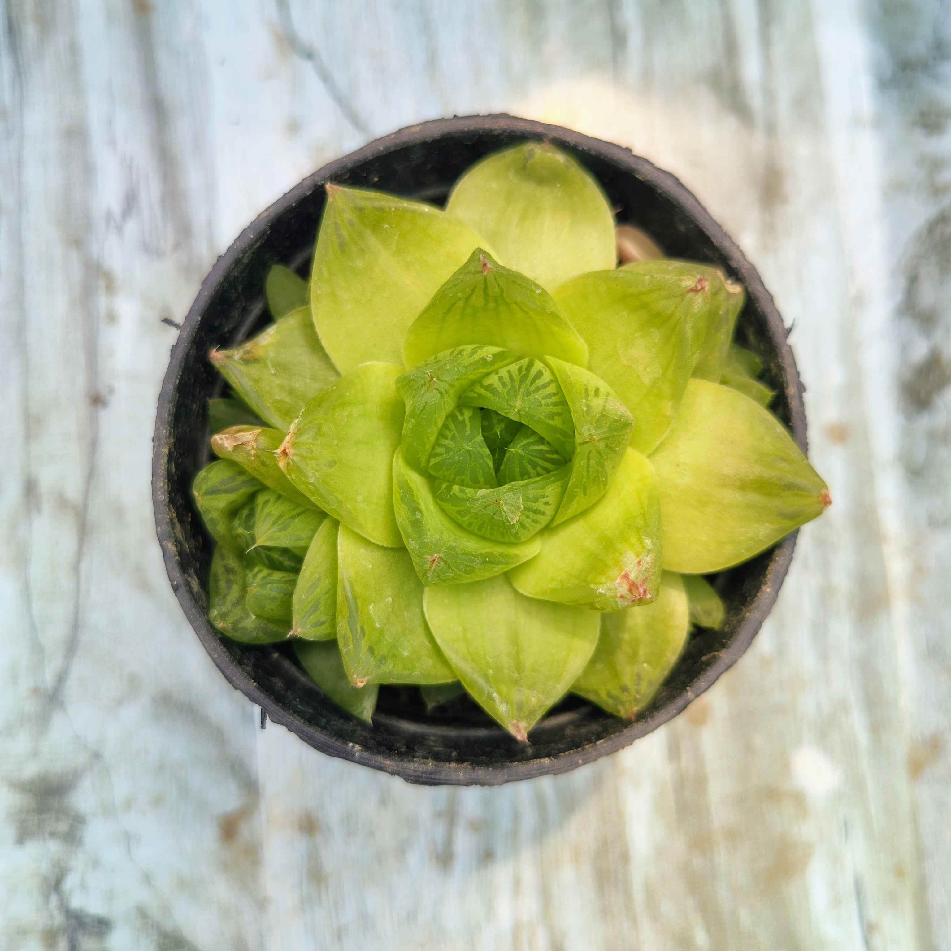 Haworthia Cymbiformis