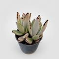 Potted succulent plant with white and brown leaves on a white background