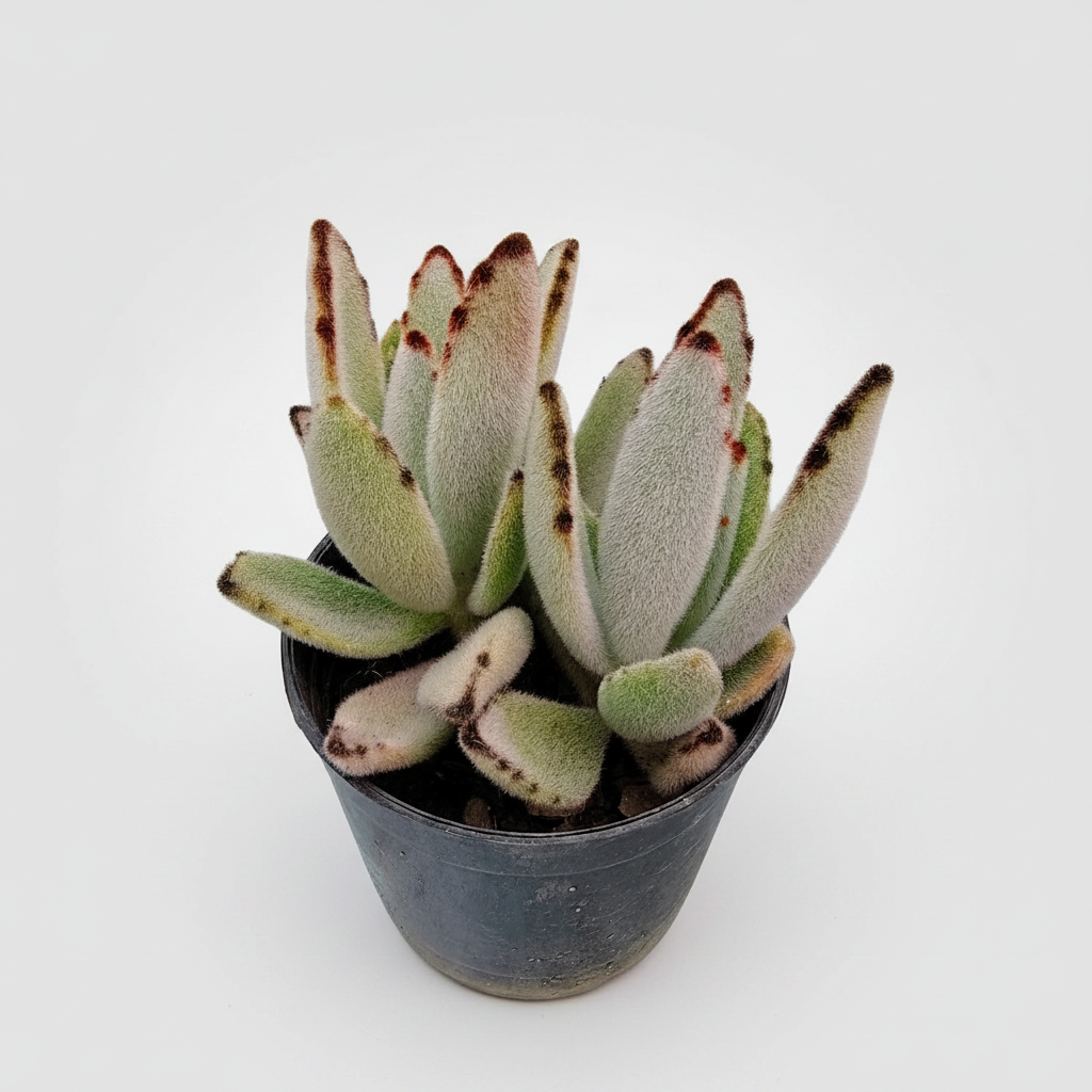 Potted succulent plant with white and brown leaves on a white background