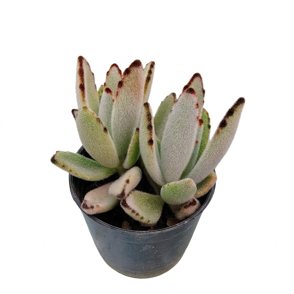 Potted succulent plant with white and green leaves on a white background