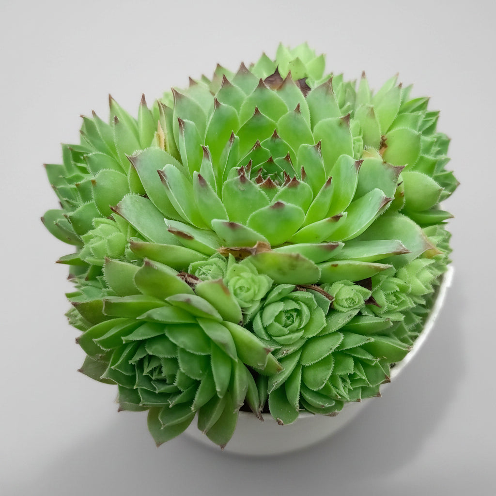 “Laxmi Kamal succulent plant with pastel rosette leaves in decorative pot.
